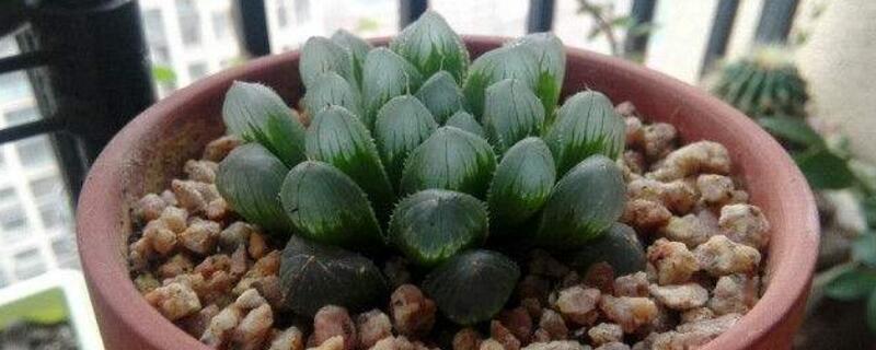 玉露长侧芽如何办