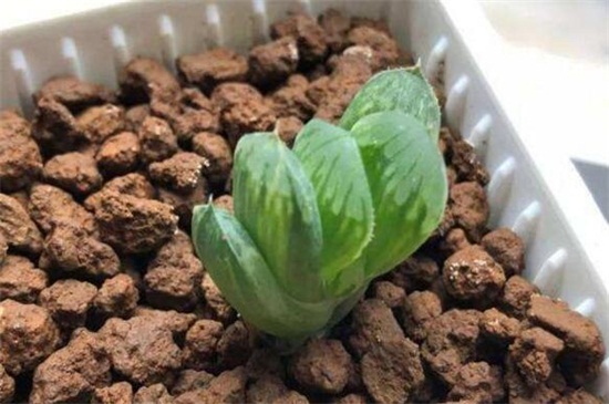 玉露长侧芽如何办