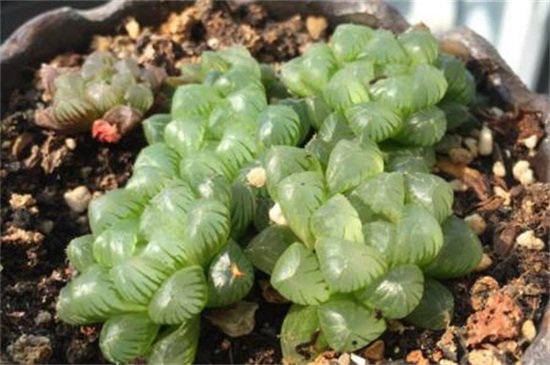 玉露长侧芽如何办