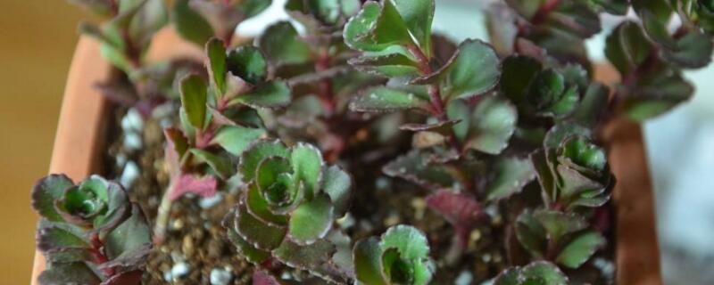 小球玫瑰养殖办法