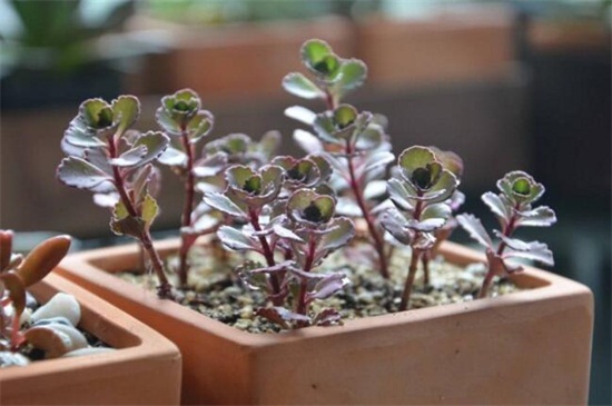 小球玫瑰养殖办法