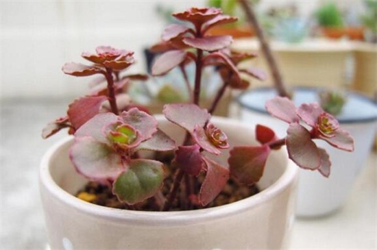 小球玫瑰养殖办法