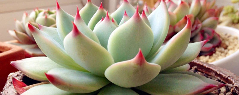 吉娃娃多肉的养植办法