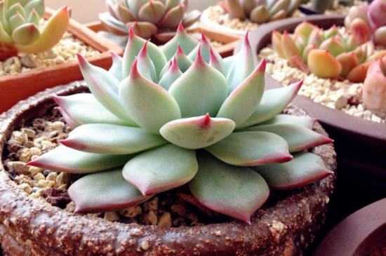 吉娃娃多肉的养植办法