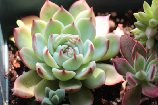 吉娃娃多肉的养植办法