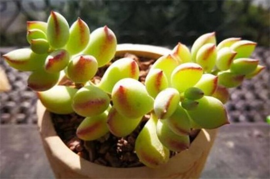 达摩福娘的养殖办法及留意事项,温度适中水肥合理但要留意浇水合理
