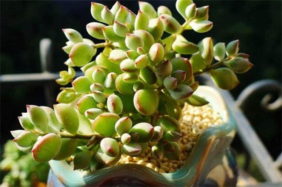 达摩福娘的养殖办法及留意事项,温度适中水肥合理但要留意浇水合理