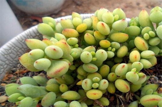 达摩福娘的养殖办法及留意事项,温度适中水肥合理但要留意浇水合理