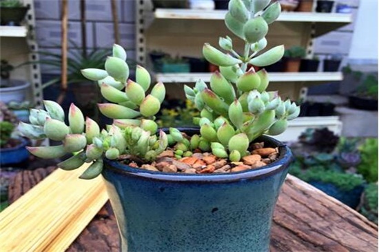 达摩福娘的养殖办法及留意事项,温度适中水肥合理但要留意浇水合理