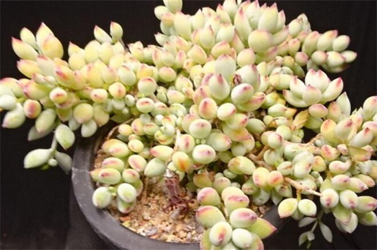 达摩福娘的养殖办法及留意事项,温度适中水肥合理但要留意浇水合理