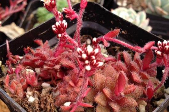 毛海星的养殖办法及留意事项，每隔2～3年翻盆换土