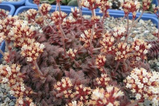 毛海星的养殖办法及留意事项，每隔2～3年翻盆换土