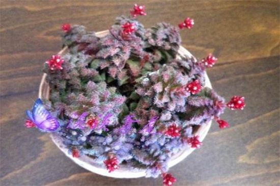 毛海星的养殖办法及留意事项，每隔2～3年翻盆换土