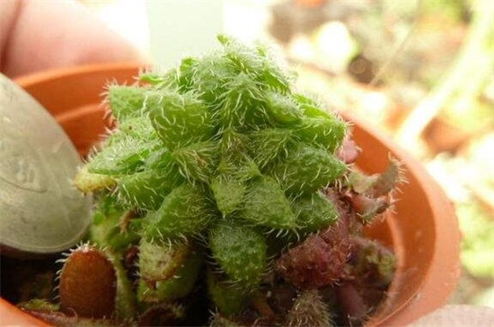 毛海星的养殖办法及留意事项，每隔2～3年翻盆换土