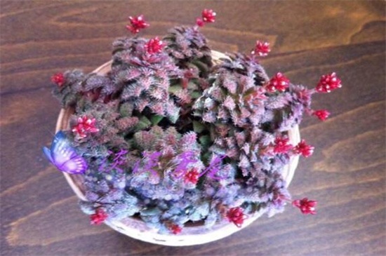 毛海星的养殖办法及留意事项，每隔2～3年翻盆换土