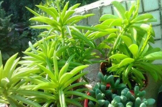 欢乐豆植物养殖办法，4个步骤养殖茂盛的欢乐豆