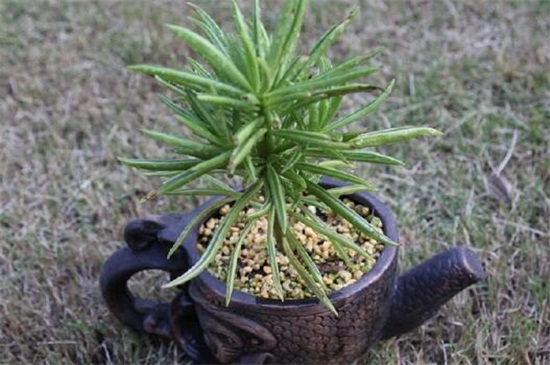 欢乐豆植物养殖办法，4个步骤养殖茂盛的欢乐豆