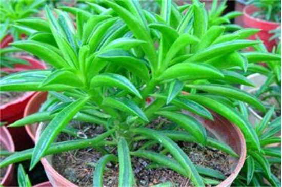 欢乐豆植物养殖办法，4个步骤养殖茂盛的欢乐豆