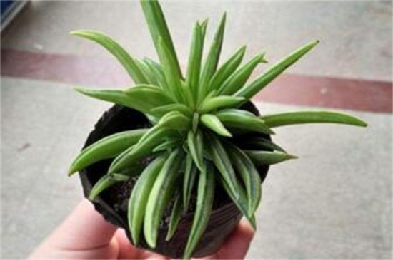 欢乐豆植物养殖办法，4个步骤养殖茂盛的欢乐豆