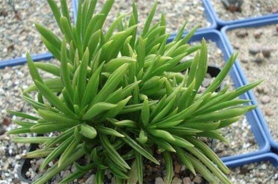 欢乐豆植物养殖办法，4个步骤养殖茂盛的欢乐豆