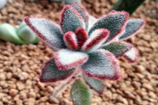 黑兔耳的养殖办法和留意事项，保证通风环境修剪茎芽