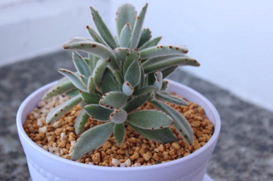 黑兔耳的养殖办法和留意事项，保证通风环境修剪茎芽