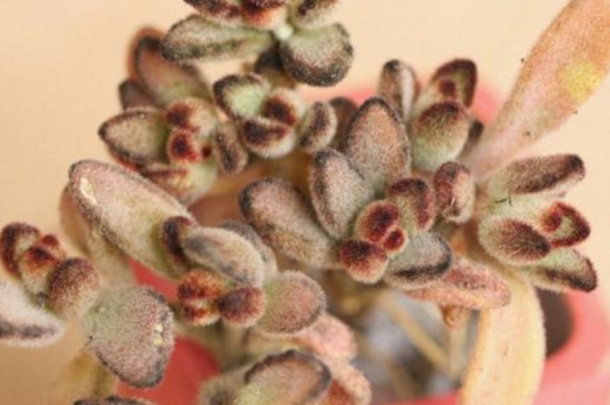 黑兔耳的养殖办法和留意事项，保证通风环境修剪茎芽