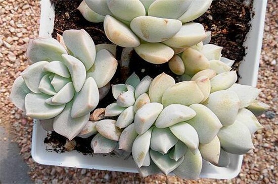 白牡丹如何养，留意冬夏控水停肥