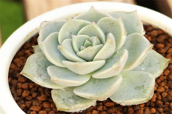 白牡丹如何养，留意冬夏控水停肥