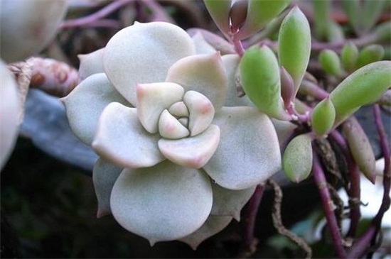 白牡丹如何养，留意冬夏控水停肥