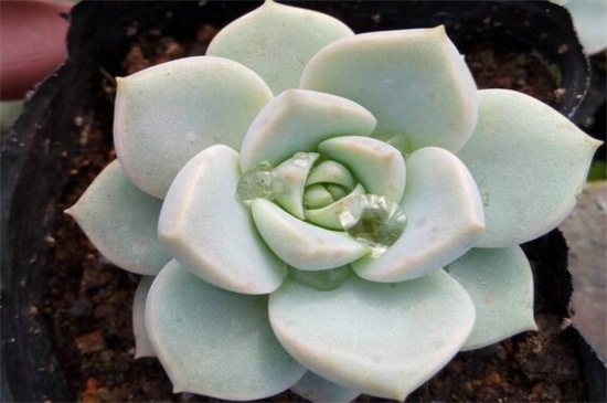 白牡丹如何养，留意冬夏控水停肥