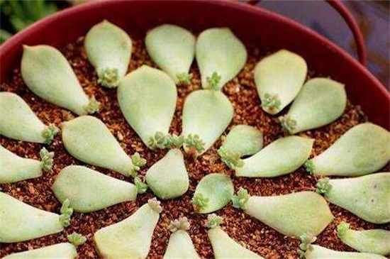 白牡丹如何养，留意冬夏控水停肥