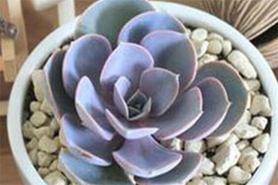 紫珍珠多肉的养殖办法和留意事项，充足光照低温控温