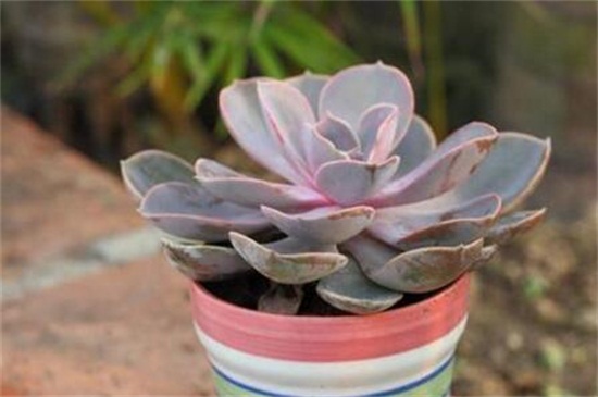 紫珍珠多肉的养殖办法和留意事项，充足光照低温控温