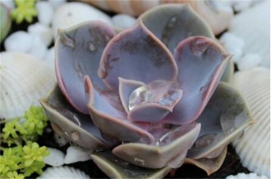 紫珍珠多肉的养殖办法和留意事项，充足光照低温控温