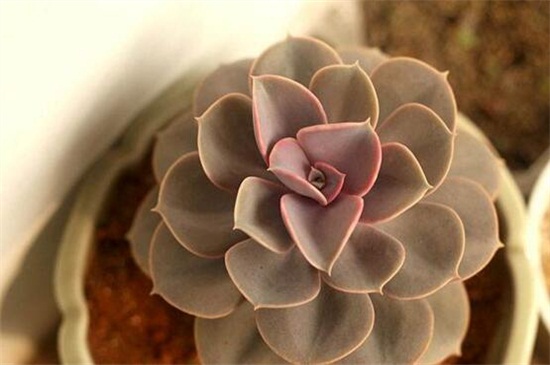 紫珍珠多肉的养殖办法和留意事项，充足光照低温控温
