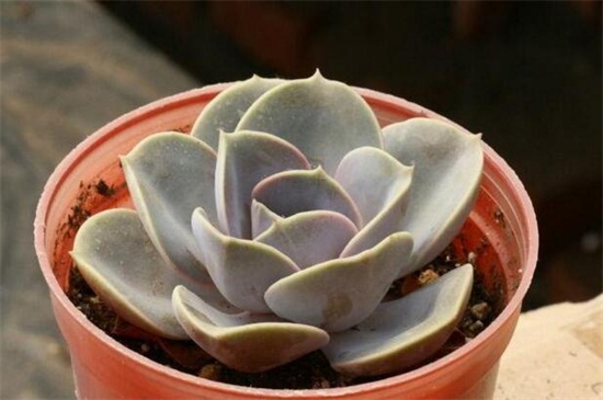 紫珍珠多肉的养殖办法和留意事项，充足光照低温控温