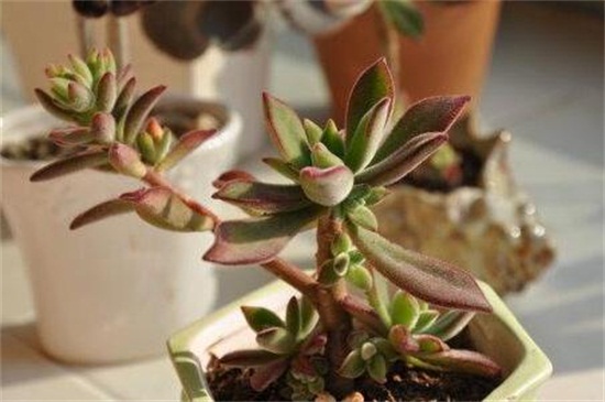 紫珍珠多肉的养殖办法和留意事项，充足光照低温控温