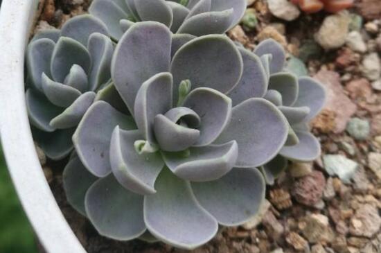 紫弦月如何养，掌握5个要点可养爆盆