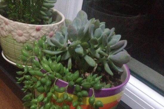 紫弦月如何养，掌握5个要点可养爆盆