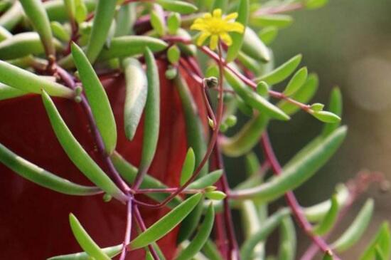 紫弦月如何养，掌握5个要点可养爆盆