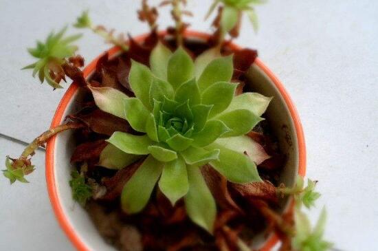 多肉观音莲养殖办法和留意事项，散光环境勤翻泥土