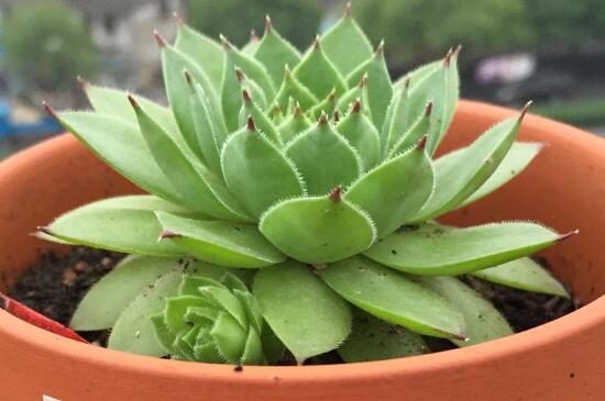 多肉观音莲养殖办法和留意事项，散光环境勤翻泥土