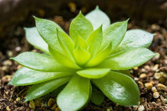 多肉观音莲养殖办法和留意事项，散光环境勤翻泥土