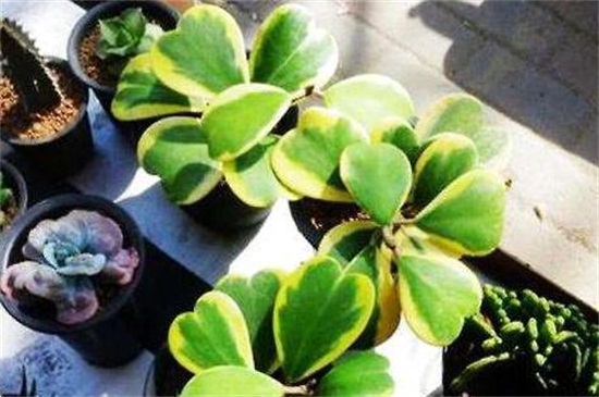 心叶球兰的养殖办法和留意事项