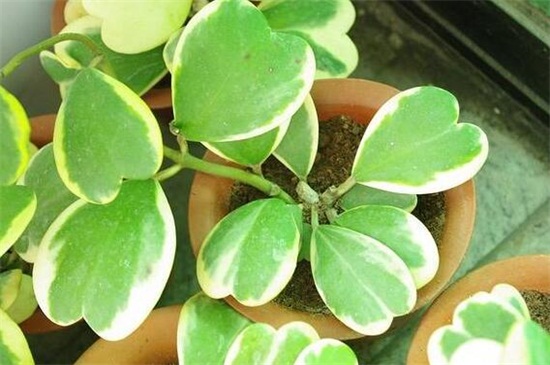 心叶球兰的养殖办法和留意事项