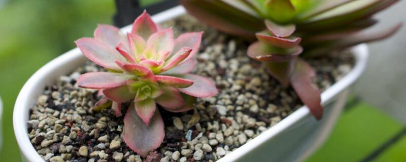 艳日辉如何爆盆