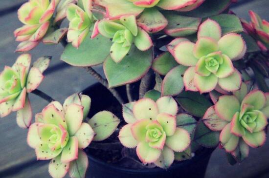 艳日辉如何爆盆