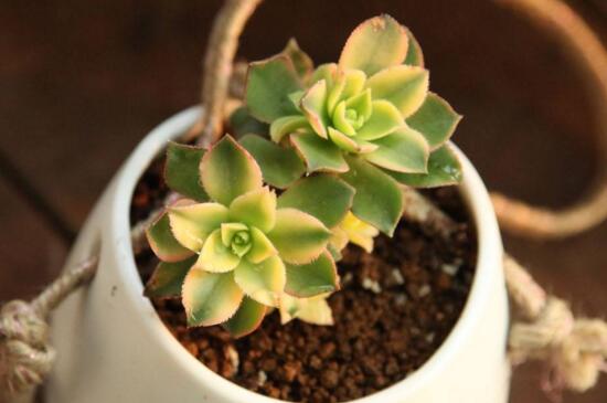 艳日辉如何爆盆