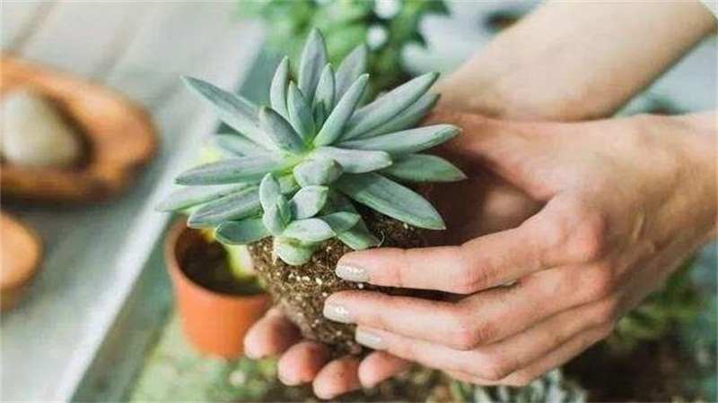多肉植物如何换盆